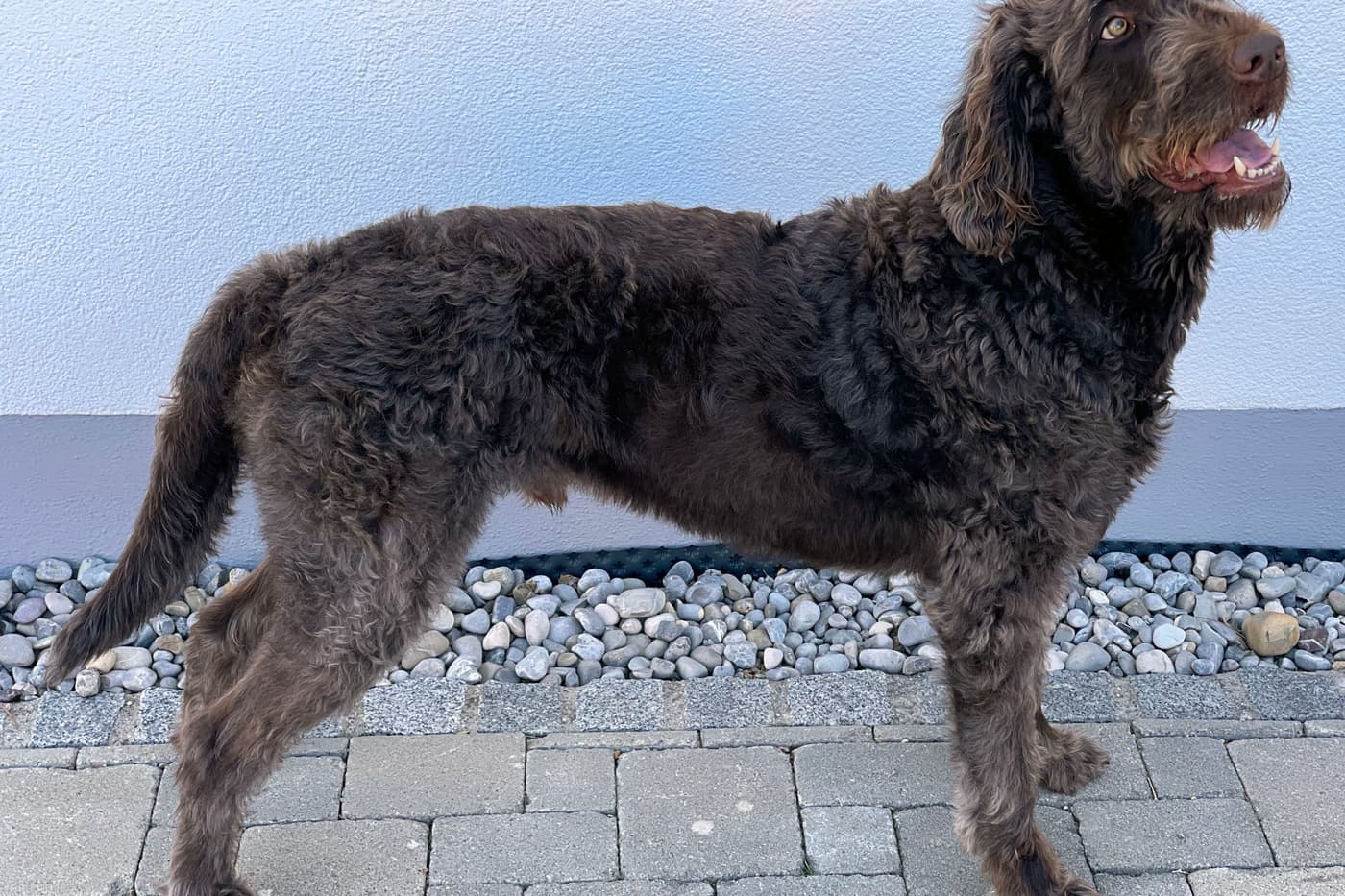 Labradoodle australien adulte dans la cour de la ferme