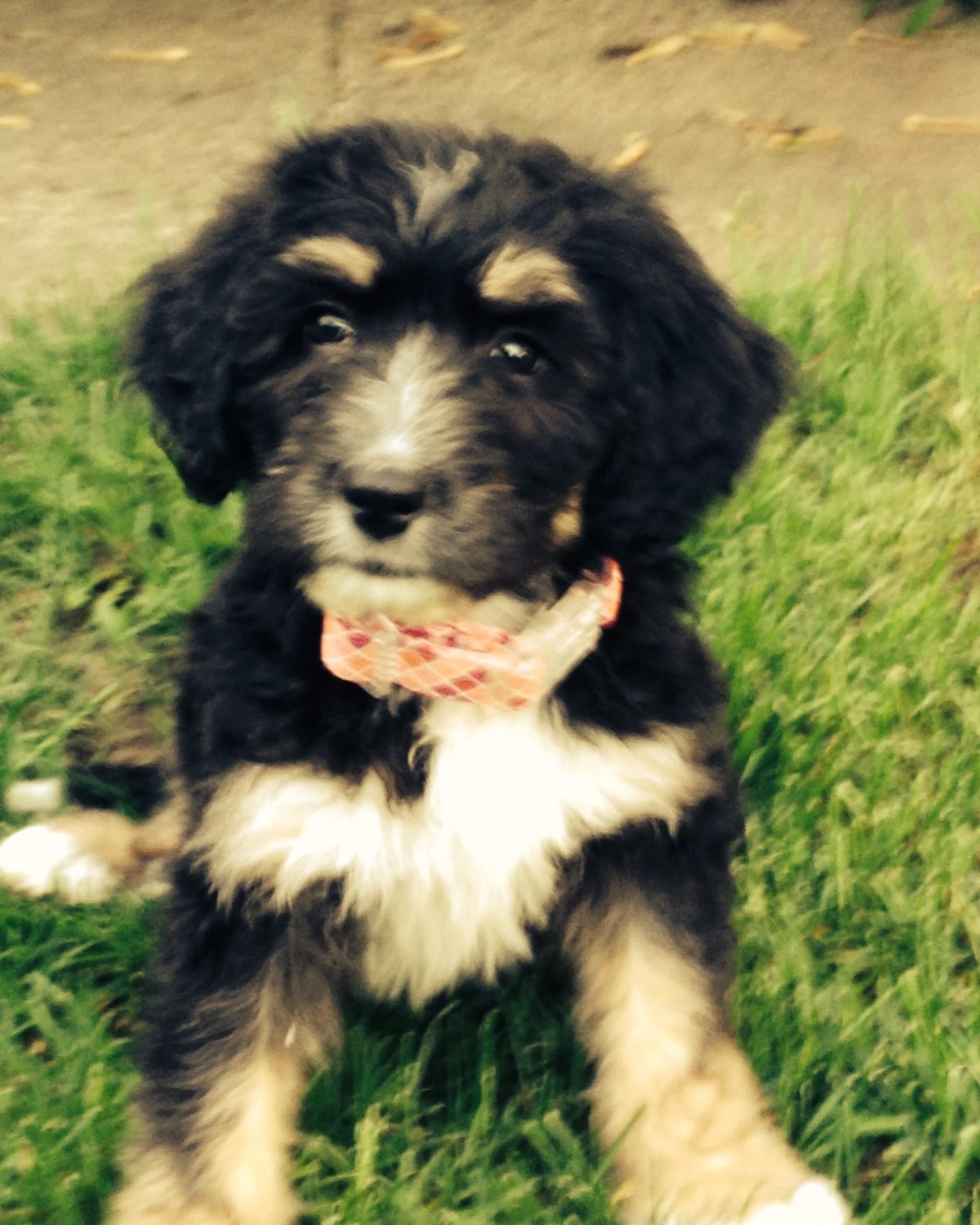 Chiot Bernedoodle assis dans l'herbe de la ferme