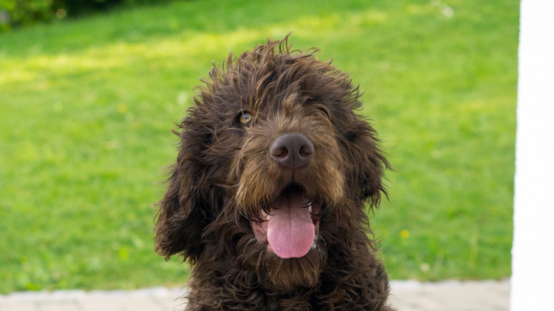 Labradoodle australien souriant sur le gazon de la ferme